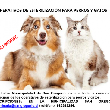 Operativos de esterilización de perros y gatos