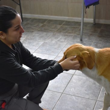 Exitoso primer operativo de esterilización de mascotas en San Gregorio